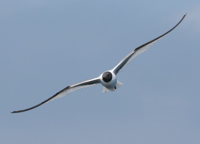 Sabine's Gull